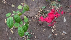 Magnoliopsida