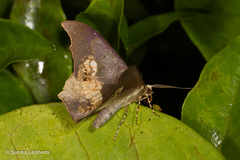 Timandromorpha energes