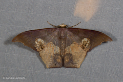 Timandromorpha energes