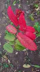 Magnoliopsida