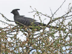 Corythaixoides leucogaster