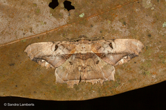 Chorodna complicataria