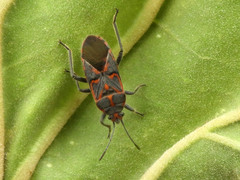 Graptostethus imperialis