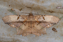 Chorodna complicataria