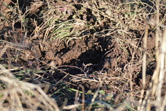 Sus scrofa domesticus