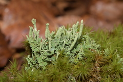 Cladonia polydactyla