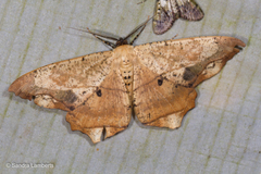 Chorodna pallidularia