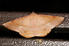 Sarcinodes malakarius