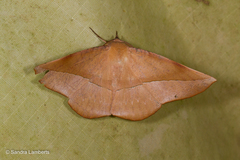 Sarcinodes malakarius