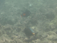 Acanthurus achilles