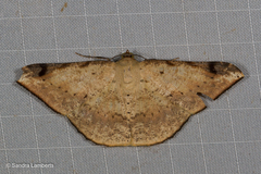 Luxiaria phyllosaria