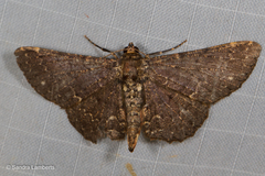 Abaciscus intractabilis