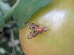 Anastrepha fraterculus