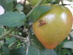 Anastrepha fraterculus