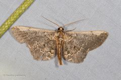 Abaciscus costimacula