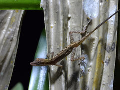 Anolis limifrons