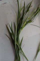 Carex flaccosperma