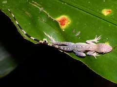Anolis limifrons