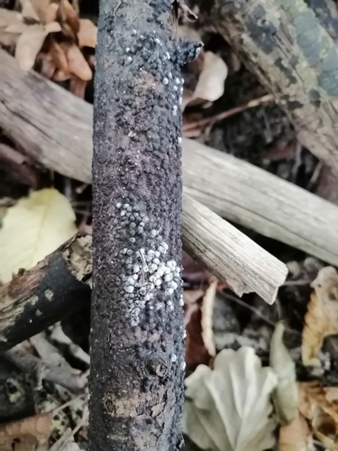 Rosellinia aquila, 2023-08-30