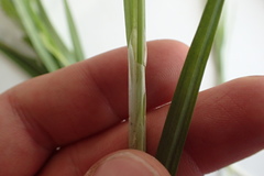 Carex flaccosperma