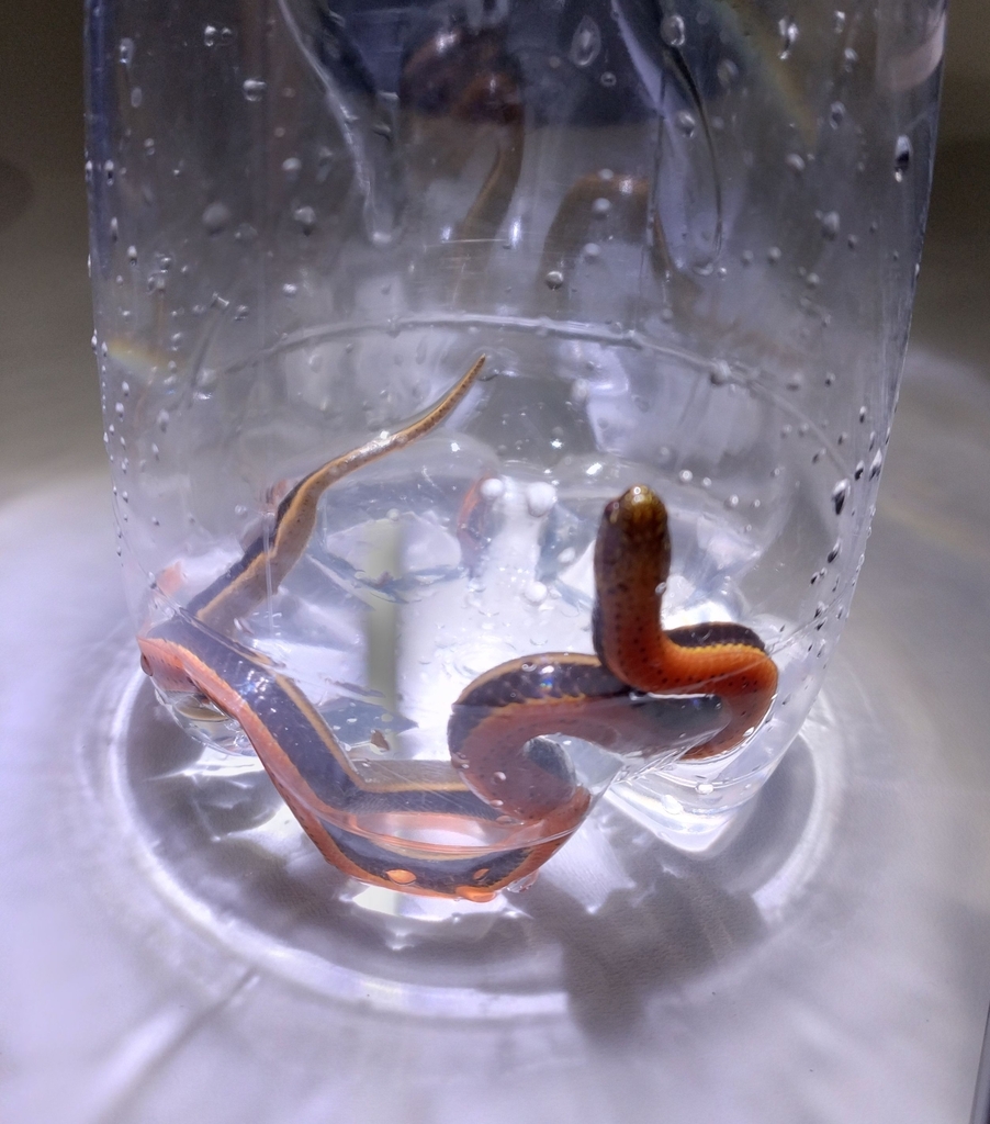 South American Pond Snake from Puerto Asís, Putumayo, Colombia on ...