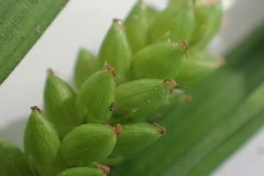 Carex flaccosperma