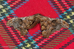 Hyposidra violescens