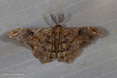 Hyposidra violescens