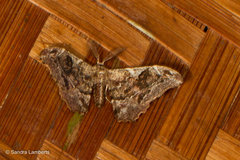 Hyposidra violescens