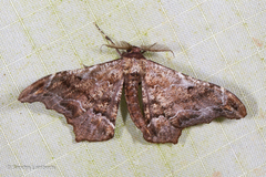 Hyposidra violescens