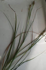 Carex microdonta
