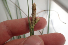 Carex microdonta