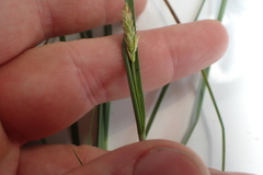 Carex microdonta