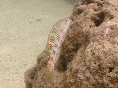 Thalassoma trilobatum