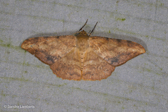Luxiaria amasa
