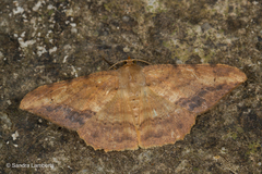 Luxiaria amasa