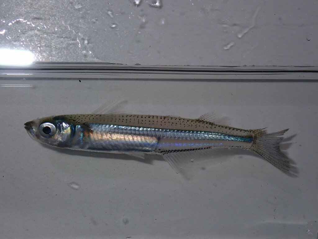 Rough silverside in September 2023 by AVNJ. Square peritoneum, black