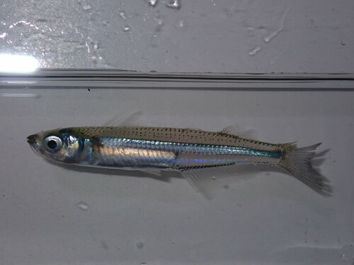 Rough silverside (Membras martinica) — Atherinopsidae — 3