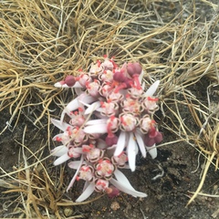 Euphorbia radians