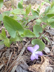 Viola novae-angliae