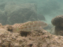 Thalassoma trilobatum