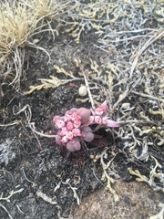 Euphorbia radians