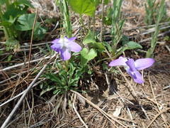 Viola novae-angliae