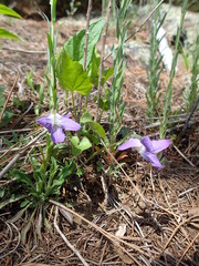 Viola novae-angliae