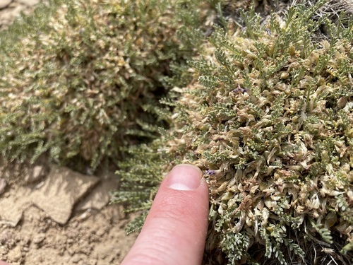 Image of Astragalus humillimus by (c) Martin Purdy, some rights reserved (CC BY)