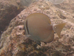 Acanthurus leucopareius