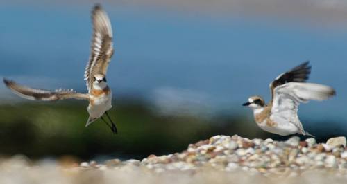 Greater Sand-Plover, Manavgat/Antalya, Türkiye, photo 9 of 10