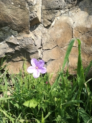 Erodium gruinum