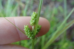 Carex caroliniana