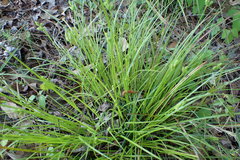 Carex caroliniana